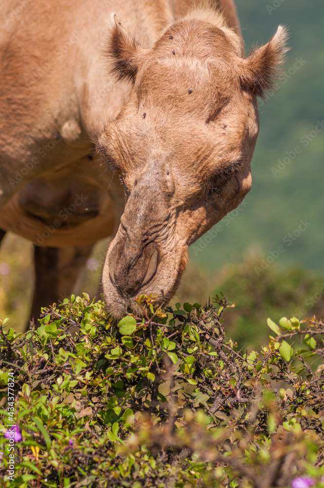 Fototapeta premium Camels in Salalah Oman