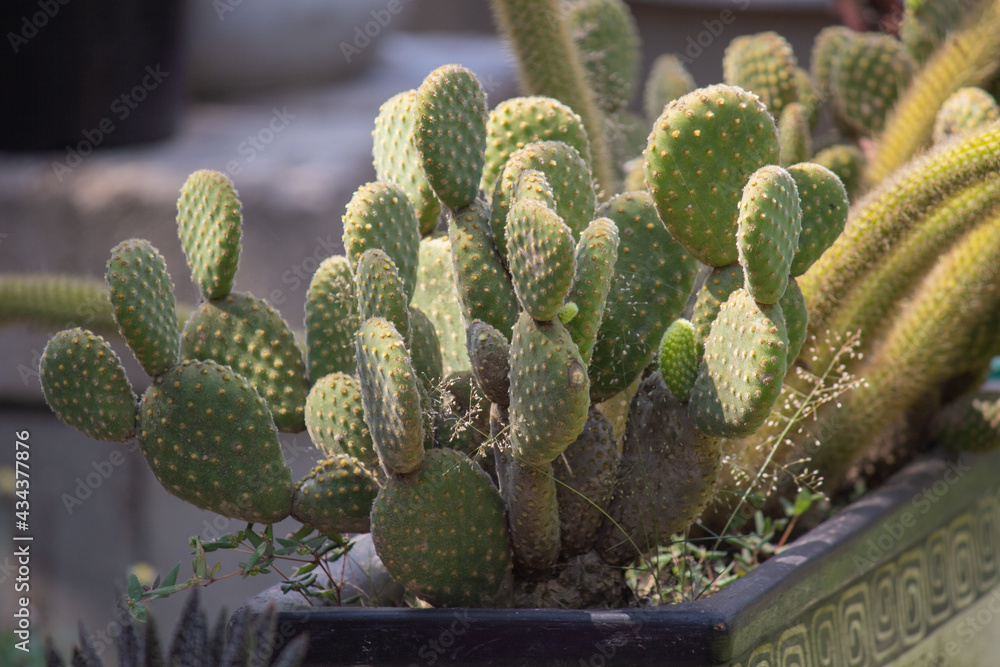 A small cactus in the sunlight. A small cactus in the sunlight.