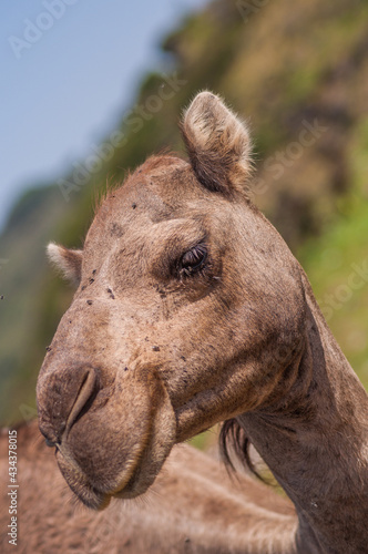 Camels in Salalah Oman