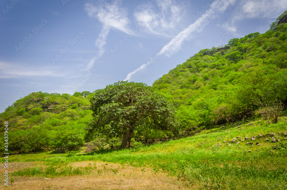 The green hills of Salalah during Khareef season The green hills of Salalah during Khareef season