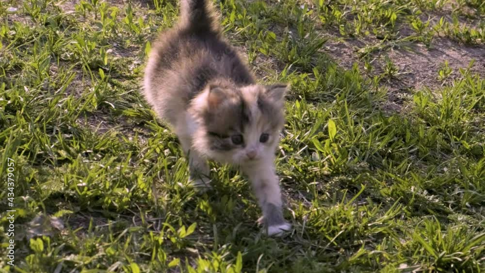 A cute little spotted kitten walks and sneaks across the lawn, stops and sniffs. Pet cat A cute little spotted kitten walks and sneaks across the lawn, stops and sniffs. Pet cat