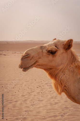 Camels in the UAE desert