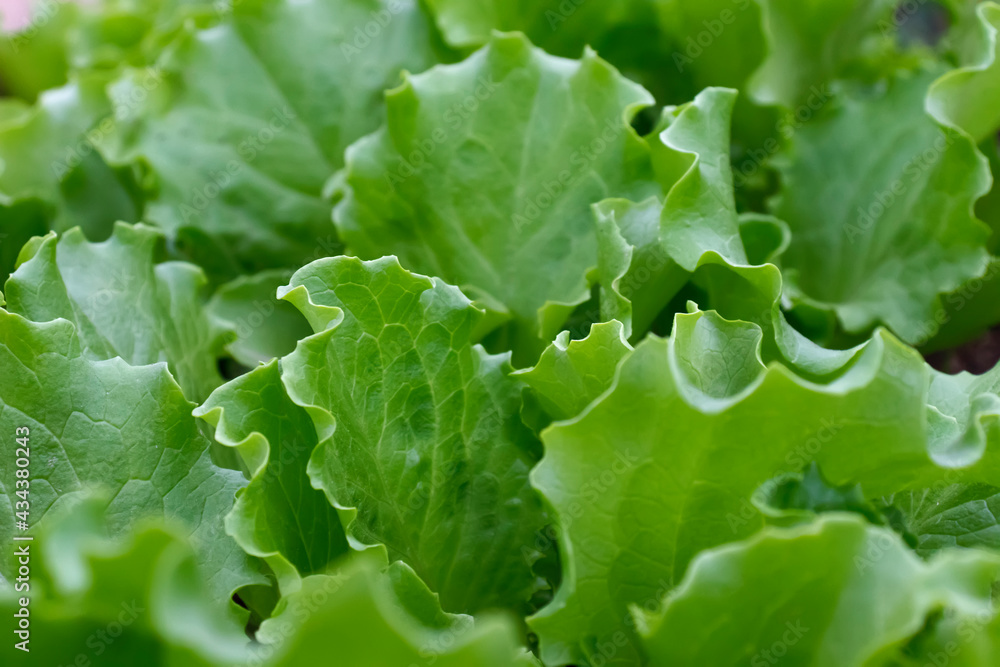 Gardening background with green Salad plants in the open ground. Lactuca sativa green leaves, closeup. Leaf Lettuce in garden bed Gardening background with green Salad plants in the open ground. Lactuca sativa green leaves, closeup. Leaf Lettuce in garden bed