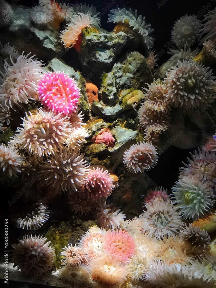 Obraz premium Korallen