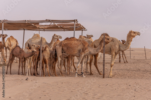 Camels in the UAE desert