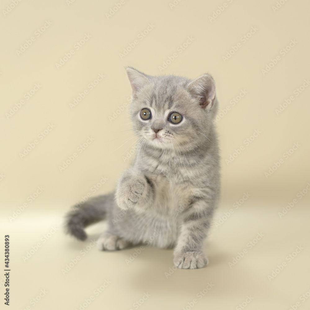 The blue spotted british shorthair kitten on the studio background