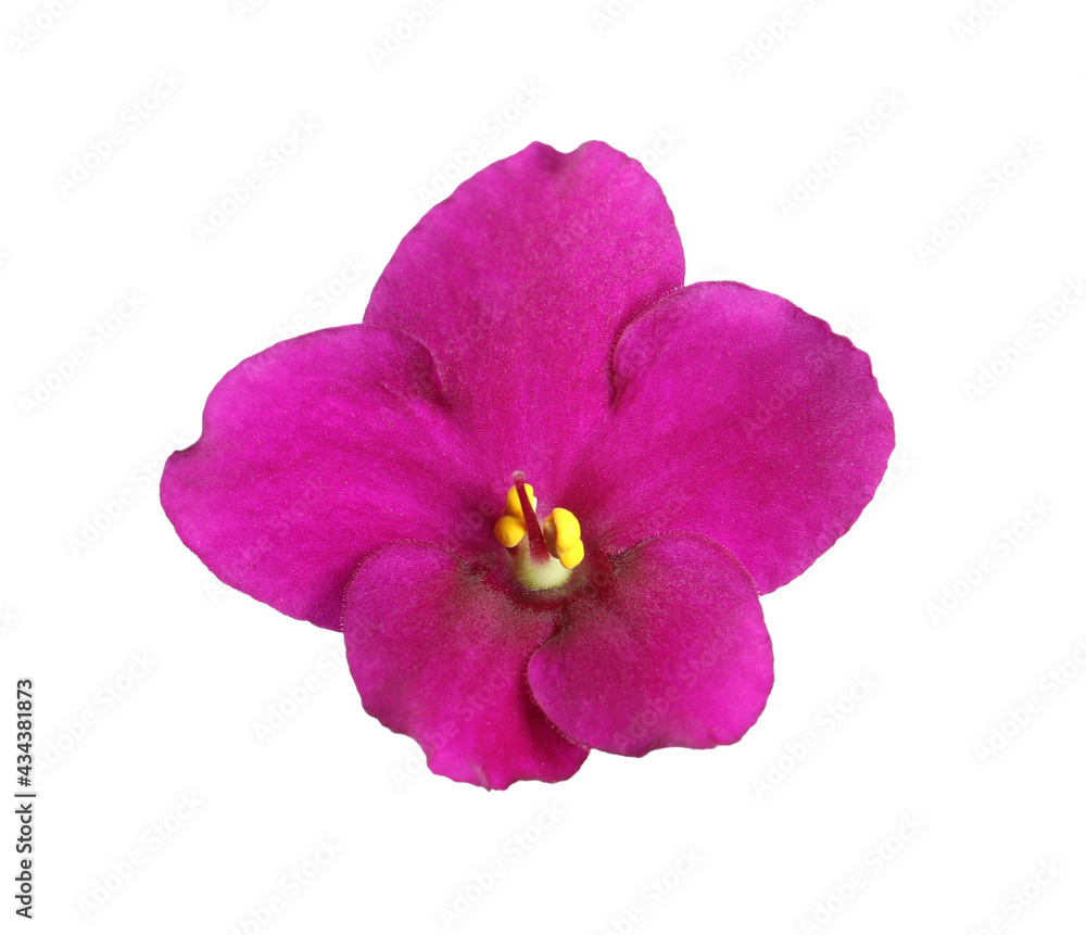 Pink flower of violet plant isolated on white