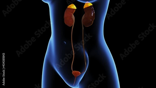 female kidney system anatomy 3d