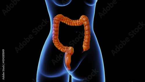 female large intestine anatomy 3d