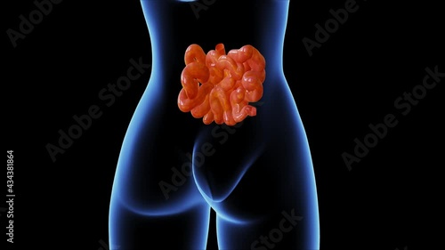 female small intestine anatomy 3d