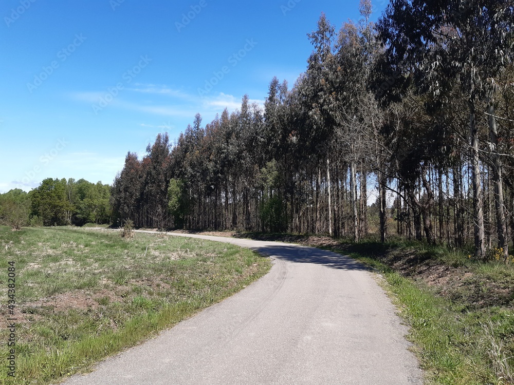 Eucaliptos en el margen de una pista forestal en Galicia Eucaliptos en el margen de una pista forestal en Galicia