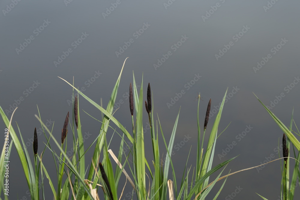 stalks of grass on the background of the lake stalks of grass on the background of the lake