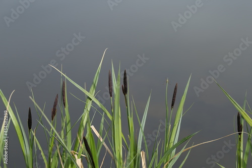 stalks of grass on the background of the lake