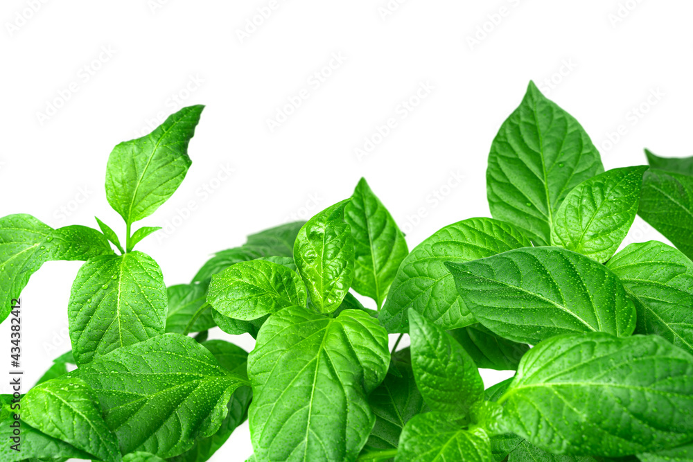 The petals of a green plant are close-up isolated on a white background. The petals of a green plant are close-up isolated on a white background.