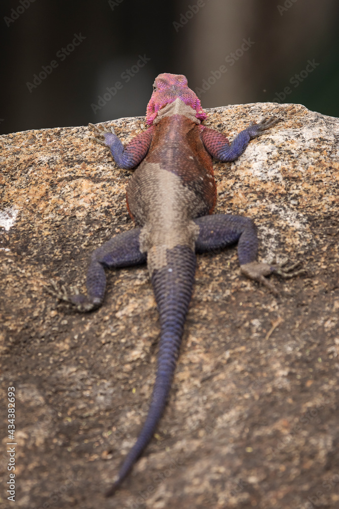 Colorful agama reptile during safari in National Park of Serengeti, Tanzania. Wild nature of Africa.