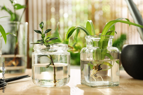 Fotografie Exotic house plants in water on wooden table