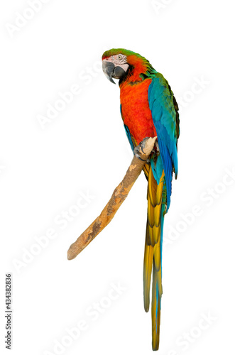 Harlequin macaw, beautiful green blue and red hybrid parrot with excellent bright colorful feathers from head to tail isolated on white background. High quality photo