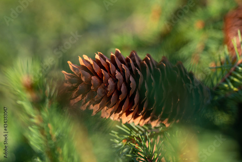 Fir cone on a branch close-up through blurry needles. 