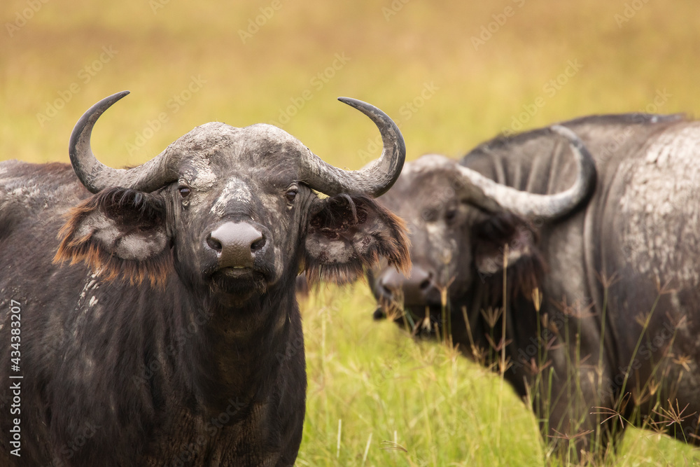 Buffalo in the grass during safari in Serengeti National Park in Tanzani. Wilde nature of Africa. Buffalo in the grass during safari in Serengeti National Park in Tanzani. Wilde nature of Africa.