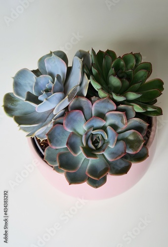 Pink blue and green Succulents in a pink pot