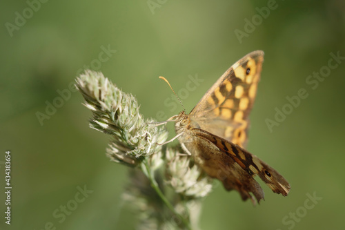 Macro of a butterfly © Zacarias da Mata