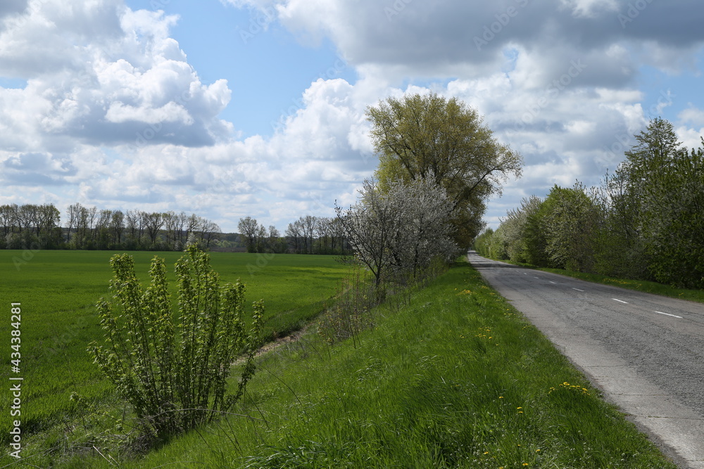 Green field and trees near the road