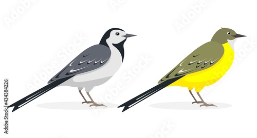 White and yellow wagtail birds isolated on white