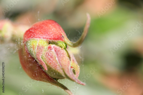 Macrophotographie de fleur sauvage - Bourgeon de ciste à feuilles de laurier - Ciste laurifolius