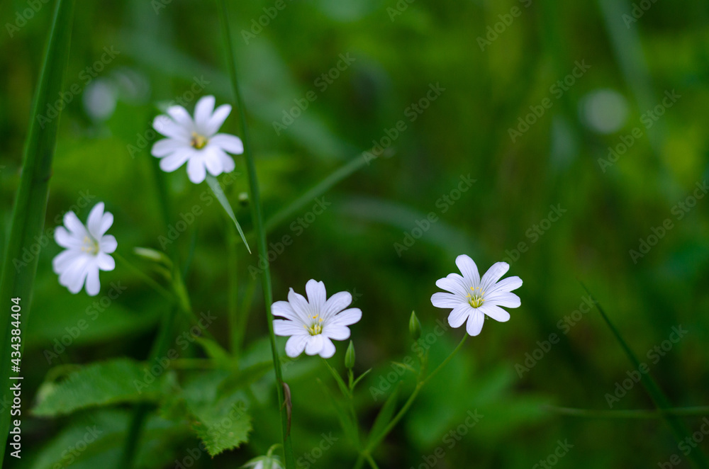 White flowers in the forest in a clearing against a background of dark green grass. Spring meadow, summer concept. White flowers in the forest in a clearing against a background of dark green grass. Spring meadow, summer concept.