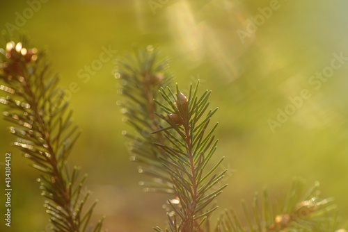 Fir branch with needles close-up on a green blurred background. 