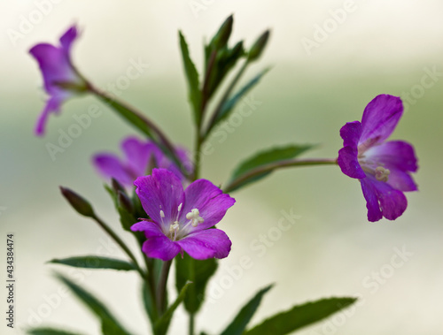 Macrophotographie de fleur sauvage - Epilobe hirsute - Epilobium hirsutum