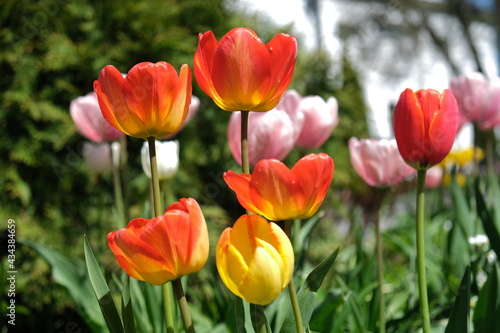 red and yellow tulips