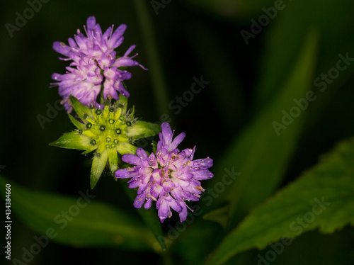 Macrophotographie de fleur sauvage - Knautie des bois - Knautia dipsacifolia
