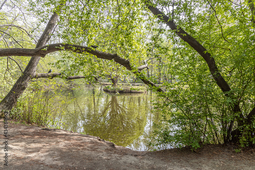Group of brown trees with green fresh leaves and buds are by a pond on a blurred background in a park in spring