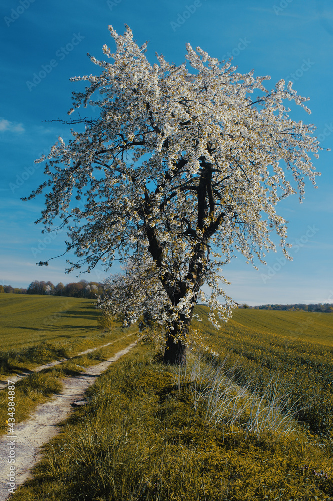 Kwitnące drzewo czereśnia, białe kwiaty Kwitnące drzewo czereśnia, białe kwiaty