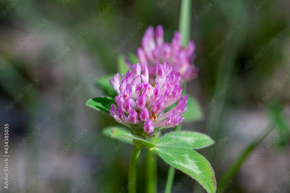 Macrophotographie de fleur sauvage - Trèfle des prés - Trifolium pratense Macrophotographie de fleur sauvage - Trèfle des prés - Trifolium pratense