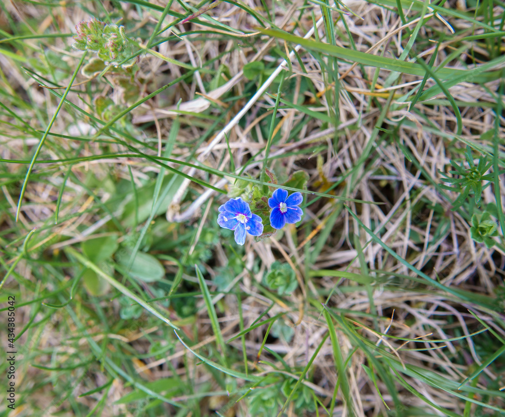 Germander Speedwell (Veronica chamaedrys) Also known as Bird's-eye because of the very pretty bright blue flowers with a white eye edged with purple. Germander Speedwell (Veronica chamaedrys) Also known as Bird's-eye because of the very pretty bright blue flowers with a white eye edged with purple.
