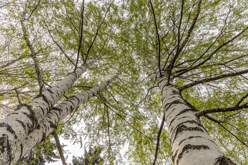Fototapeta premium Group of white birches with green fresh leaves and buds are on a blurred background in a park in spring