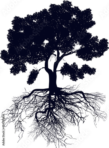 lush black tree with dense root isolated on white