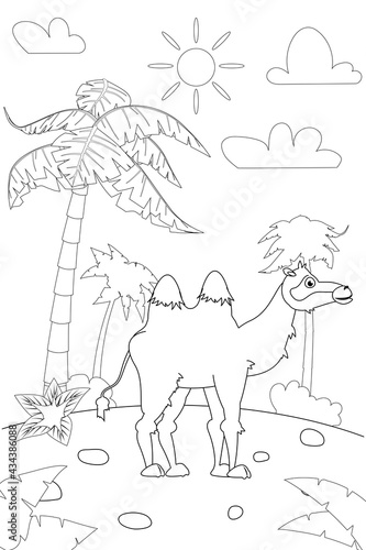 Jungle, Africa safari animal Camel coloring book edicational illustration for children. Vector white black cartoon outline illustration