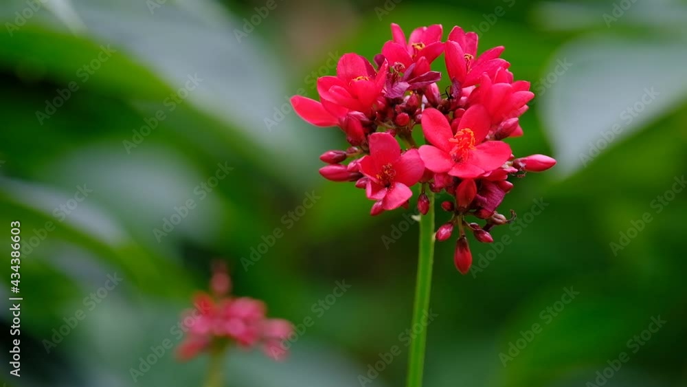 Red flower decorate in the garden is very beautiful in nature. Red flower decorate in the garden is very beautiful in nature.