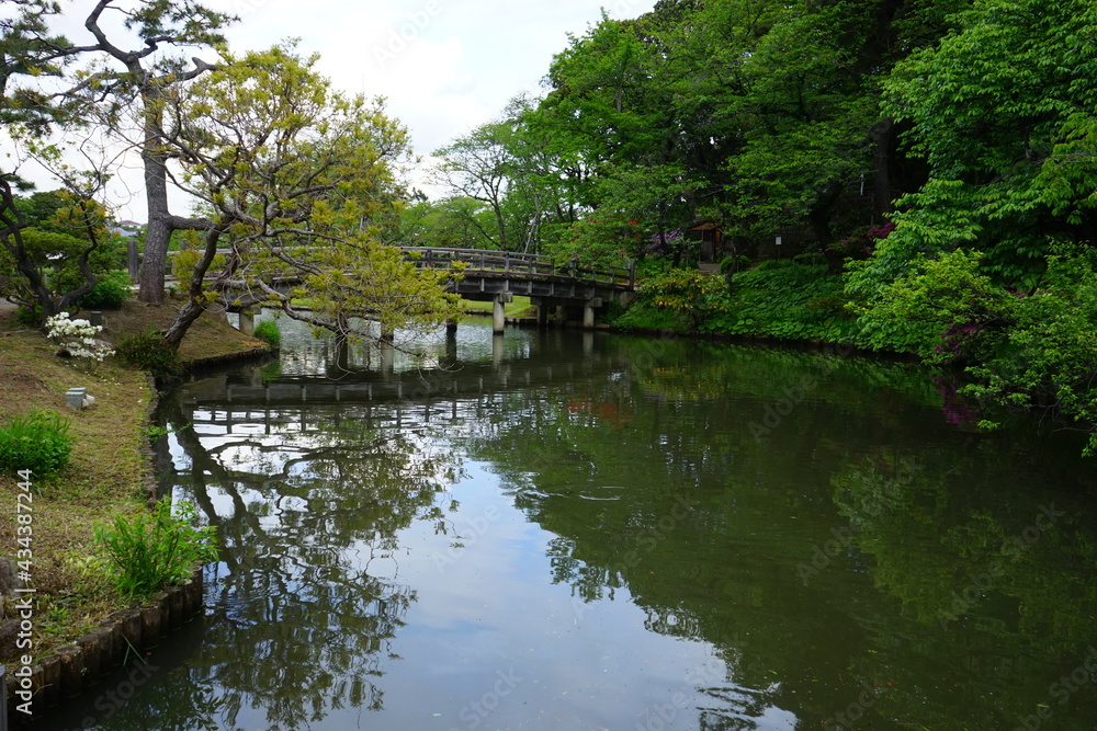 Traditional Japanese Garden, Scenic view of calm pond, wooden bridge and pine tree - 日本庭園 池 松の木 橋	