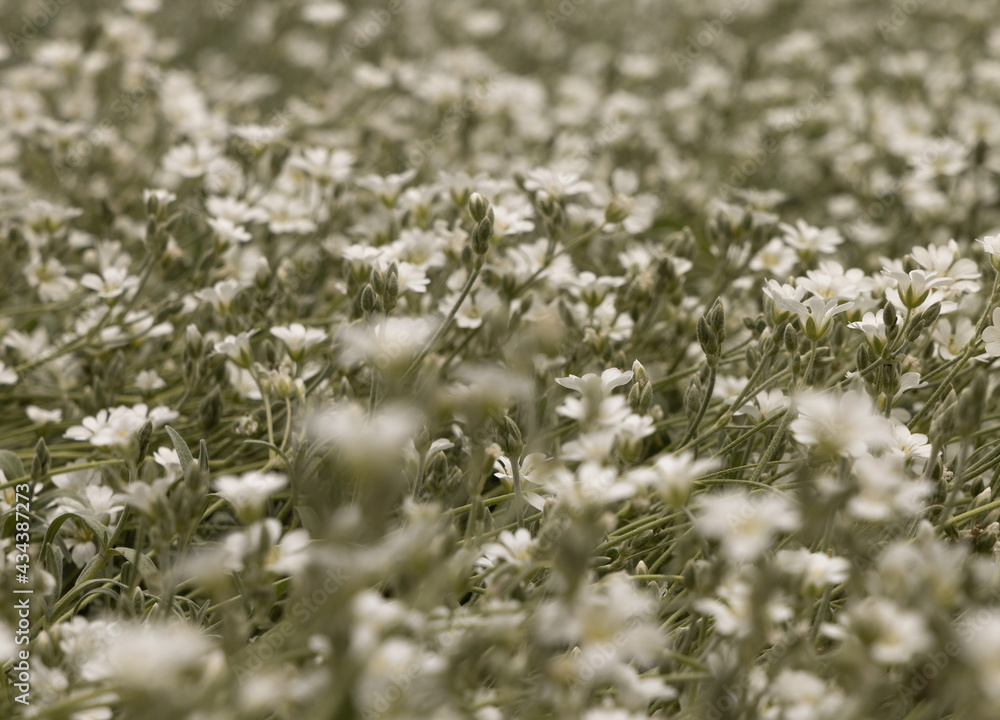 field of white flowers (Daisy) field of white flowers (Daisy)