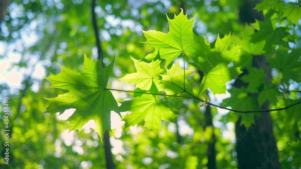 Tree forest nature magical story branch sun summer travel Tree forest nature magical story branch sun summer travel