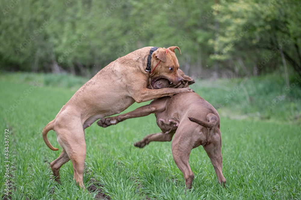 Two angry fearsome Pit Bull Terriers are fighting on a field of grass.