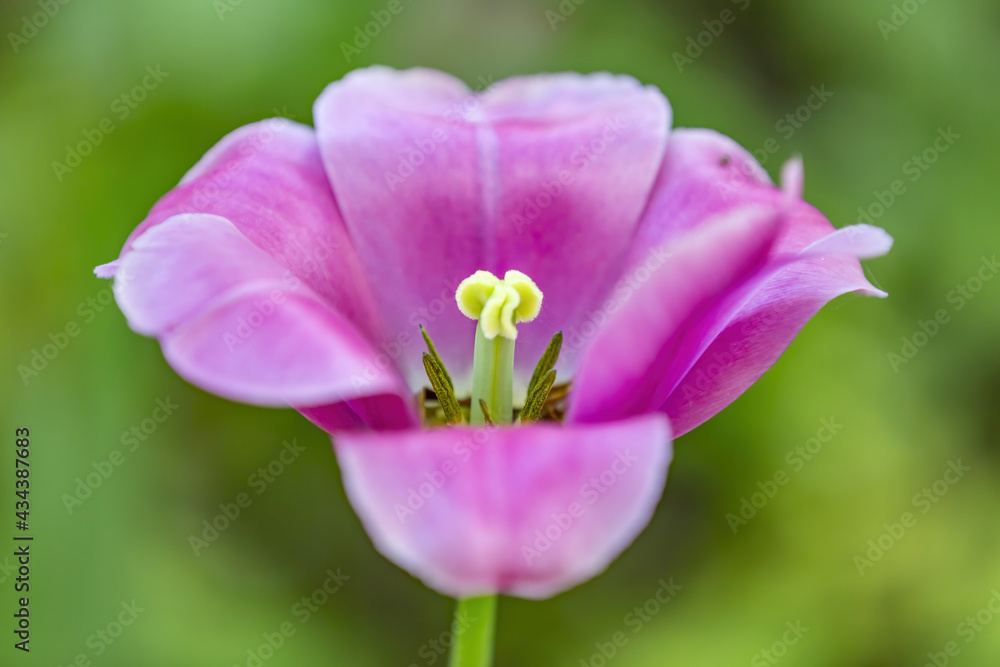 The first spring tulip blooms in the city botanical garden The first spring tulip blooms in the city botanical garden