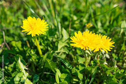 Closeup of yellow common sowthistle flowers surrounded by green leaves during daylight photo