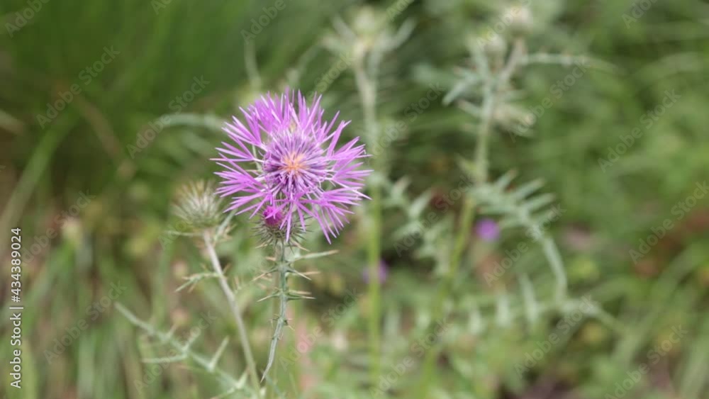 Wild colored flowers in pastel colours. Bokeh green flower background. Wild colored flowers in pastel colours. Bokeh green flower background.