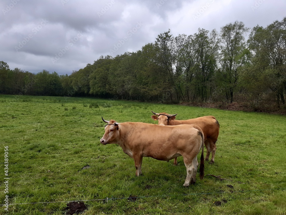 Pareja de vacas de raza rubia gallega en un prado de Vilalba, Galicia Pareja de vacas de raza rubia gallega en un prado de Vilalba, Galicia