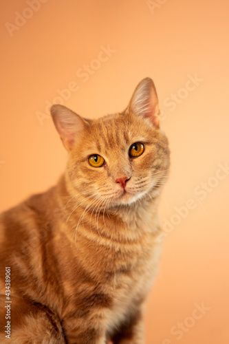 Cat On Pastel Background © Juanes